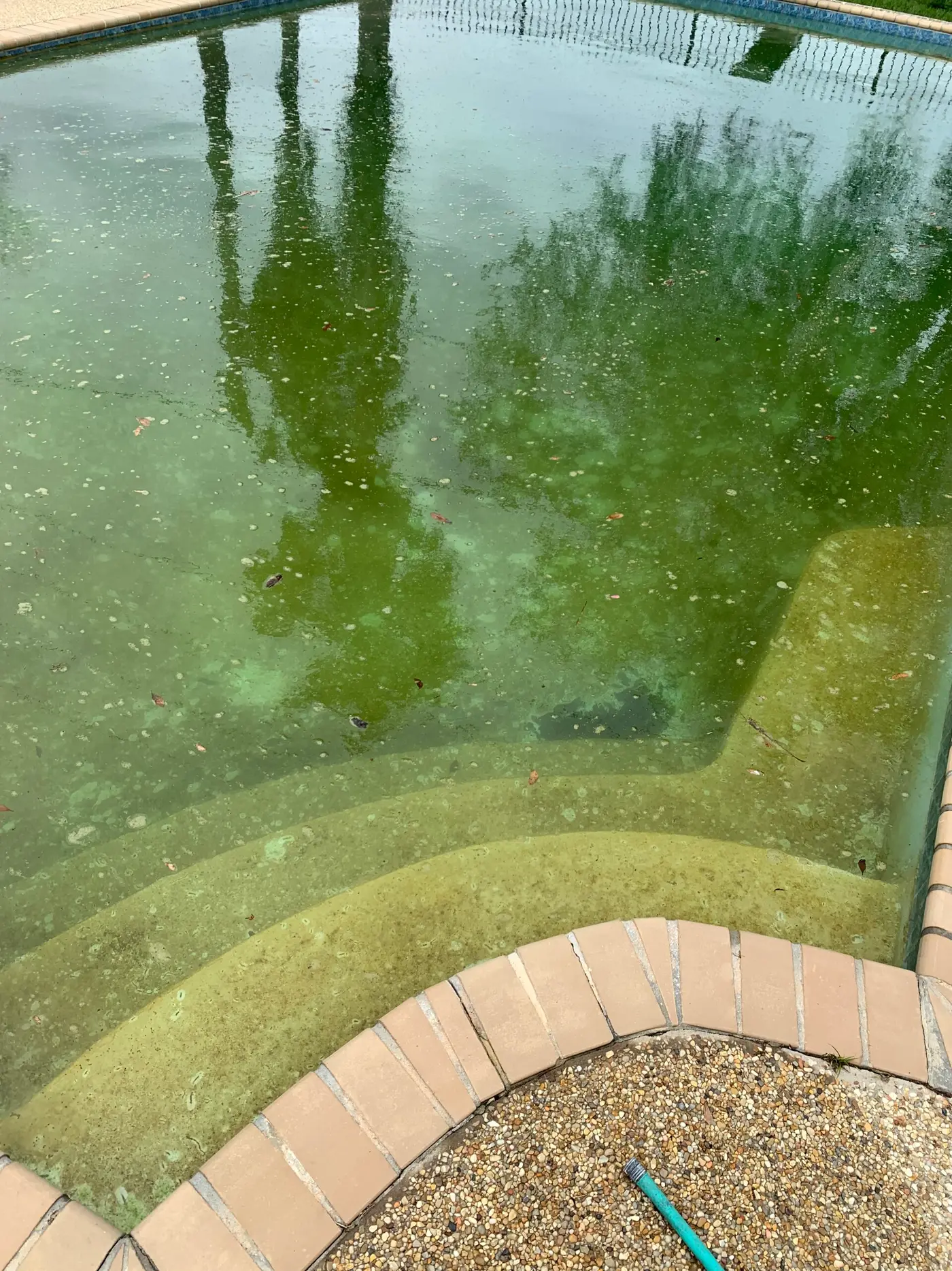 A pool from Baehr's gallery before cleaning: green water with leaves over the steps